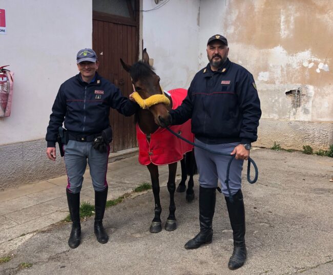 Corsa clandestina di cavalli, almeno 50 partecipanti prendono a sassate la polizia