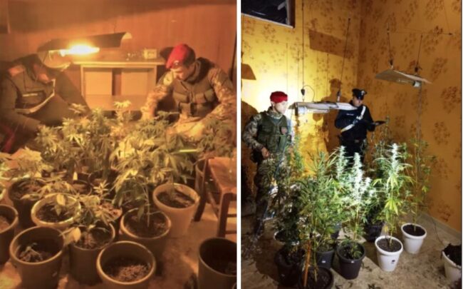 Casa popolare disabitata come serra per marijuana, un arresto: 35enne “rubava” anche la luce