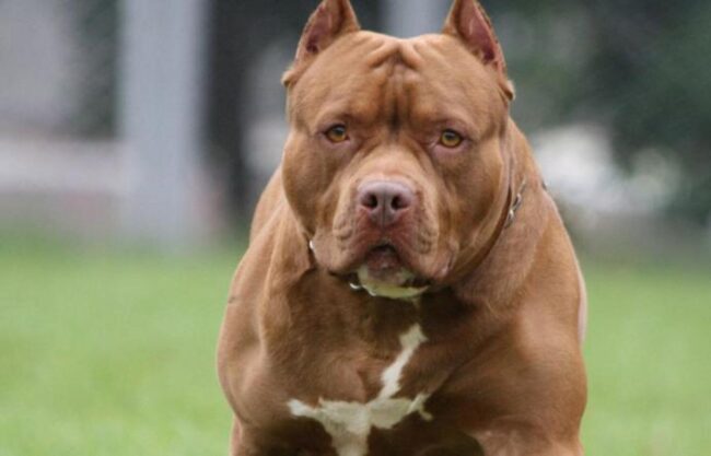 Pitbull aggredisce una bambina di 3 anni: la piccola lotta per la vita
