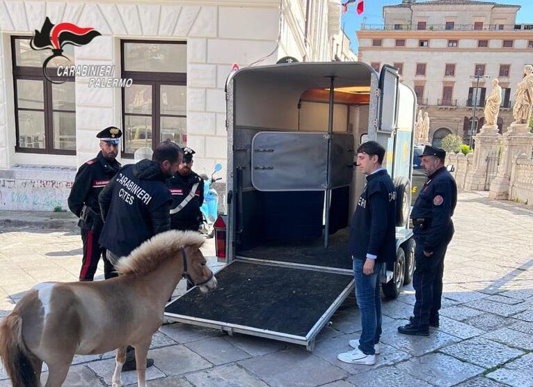 Corse clandestine di pony a Palermo, indagini dei carabinieri – VIDEO