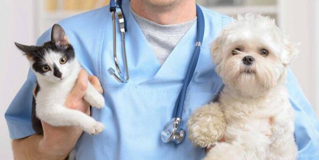 Randagismo a Lampedusa, al via la sterilizzazione e microchippatura gratuita di cani e gatti