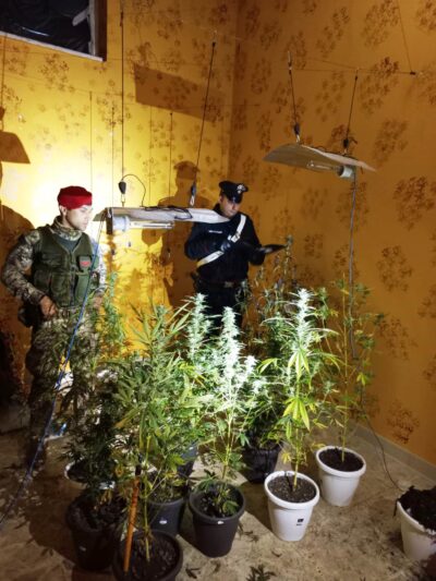 serre marijuana messina