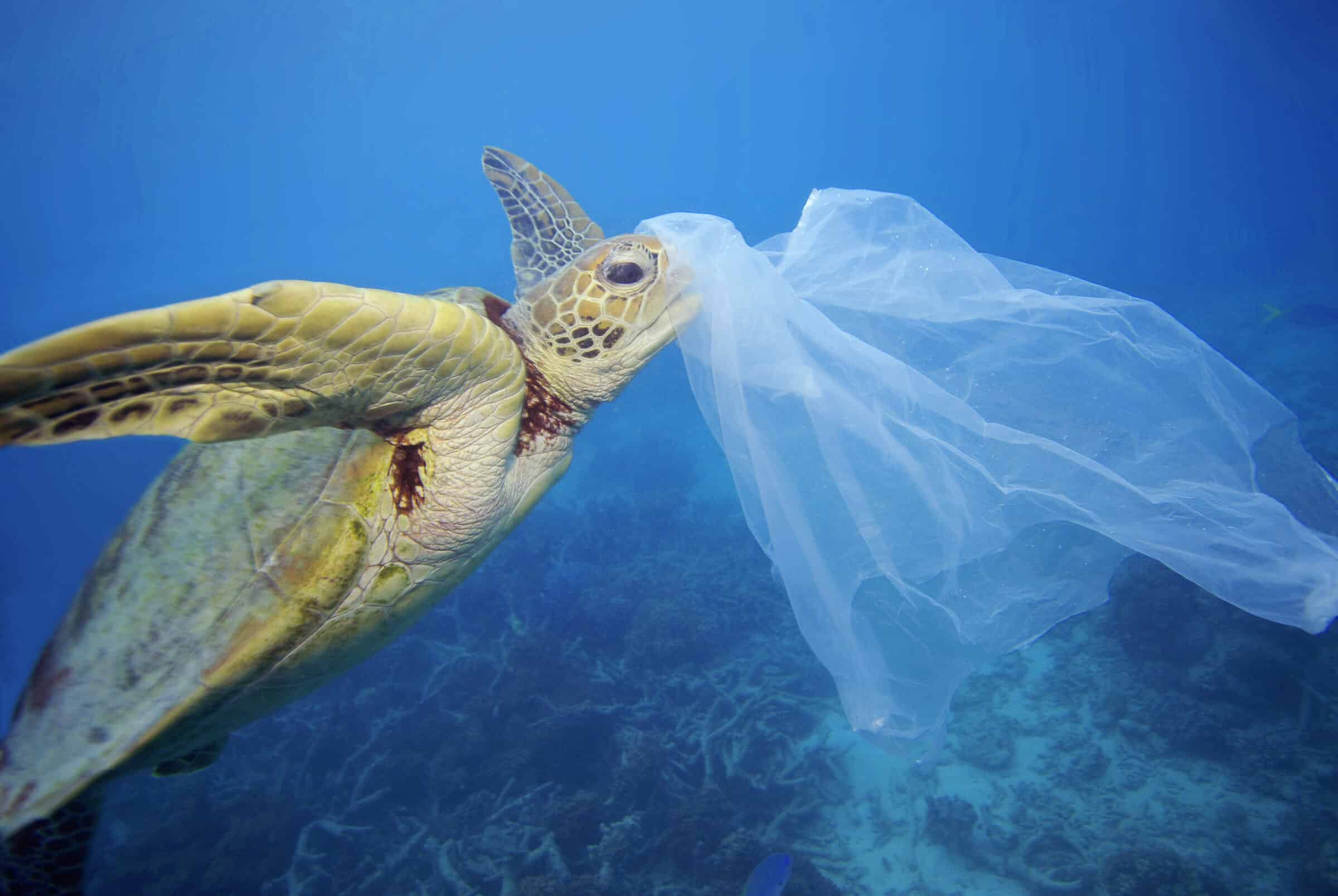 Tartaruga marina trovata morta a Lipari, il “prezzo” della plastica in mare