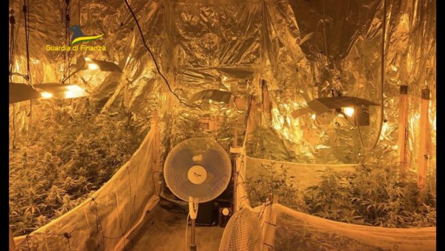 Coltivava piante di marijuana in casa: beccato con 14 chili di droga