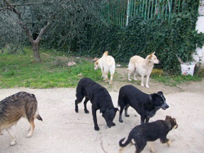 Nasce a Scicli la prima casa famiglia pubblica per cani randagi