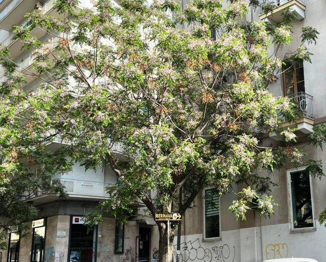 Alberi e rami penetrano nelle abitazioni: richiesta di potatura del Comitato Vulcania – FOTO