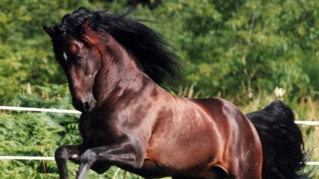 Cavallo imbizzarrito provoca incidente e travolge le auto: 3 feriti