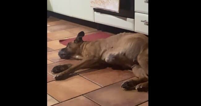 Morto un cane perché la famiglia non ha soldi per curarlo: la tragica storia di Kira