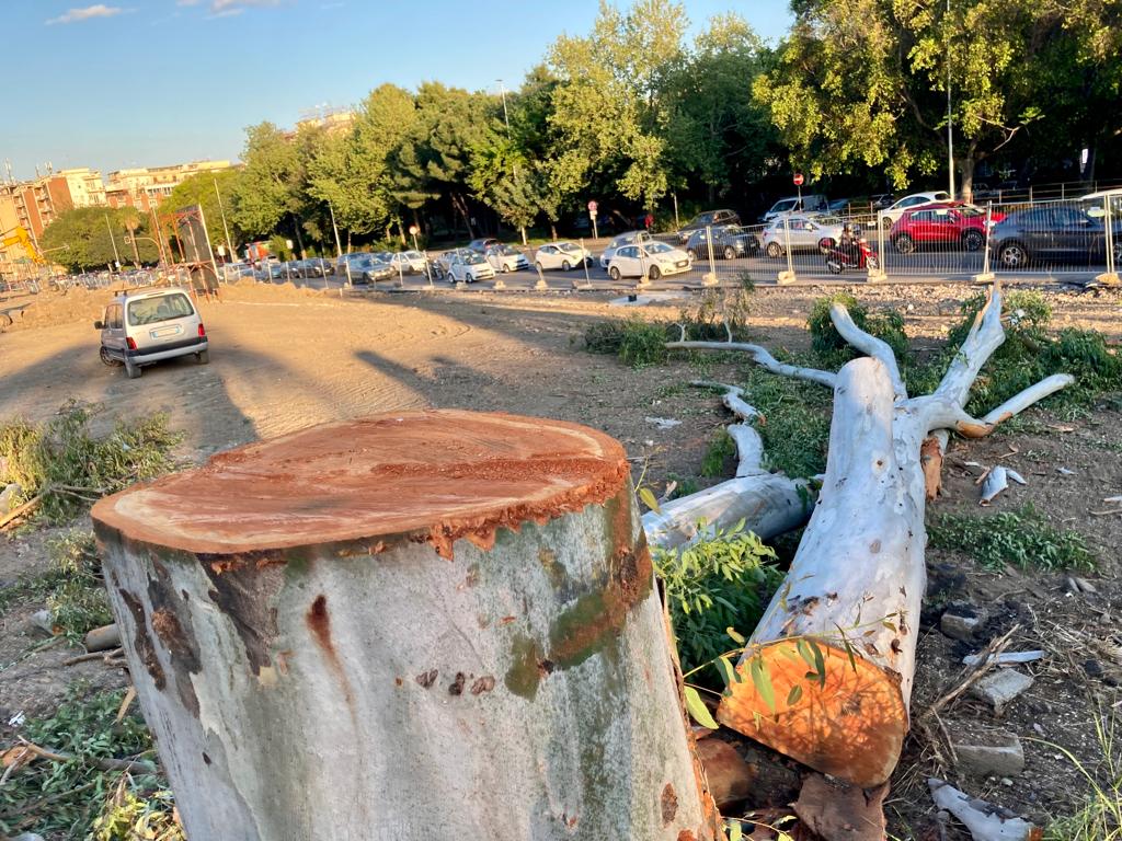 Continua la strage di alberi a Catania, Comitato Vulcania: “Una morte lenta e silenziosa…”