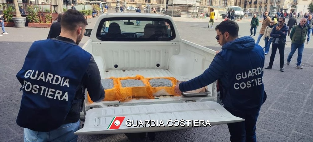 Pescheria di Catania, la Guardia Costiera sequestra 30 kg di novellame di sarda