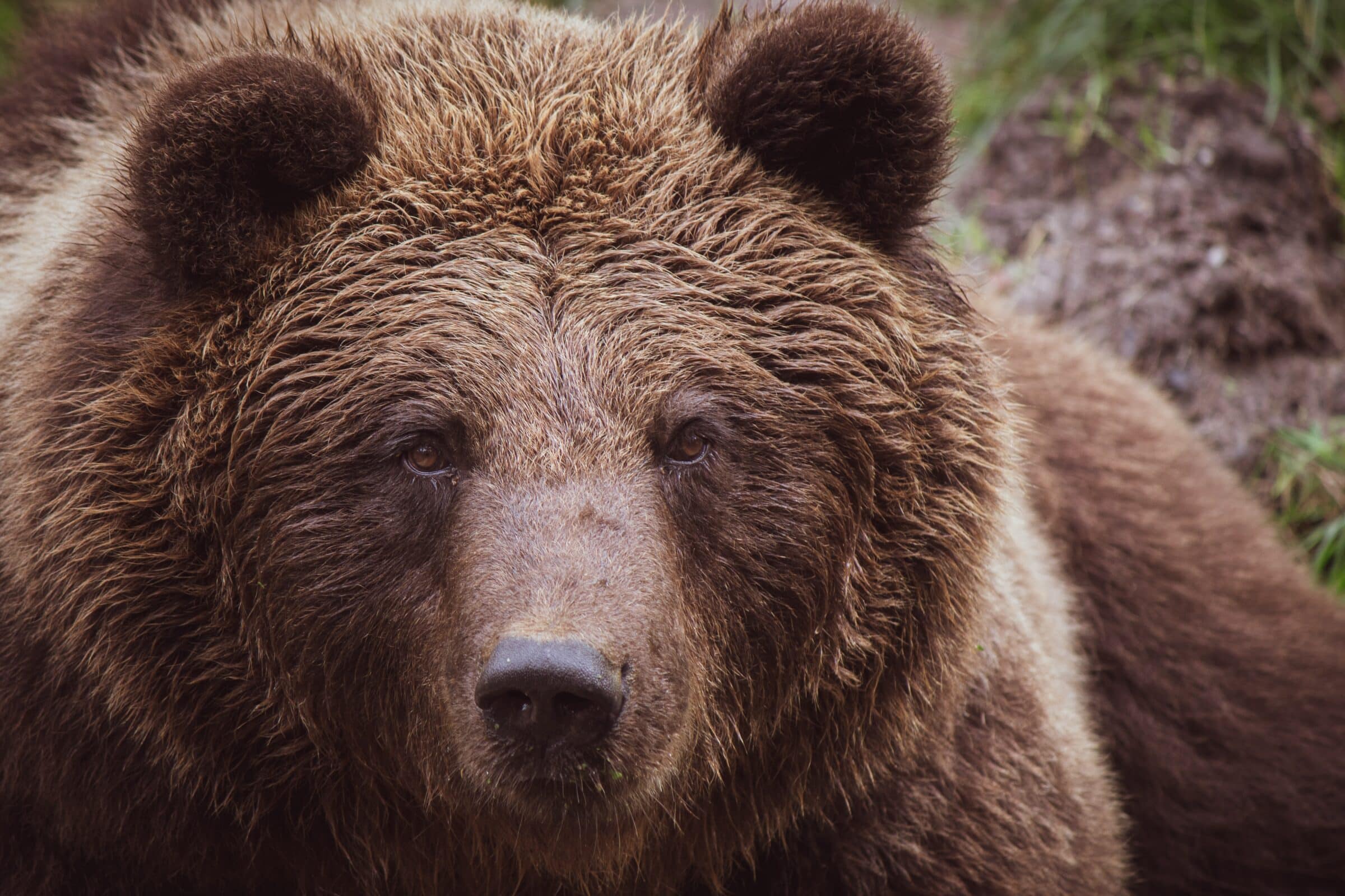 L’orsa Amarena è stata uccisa a fucilate
