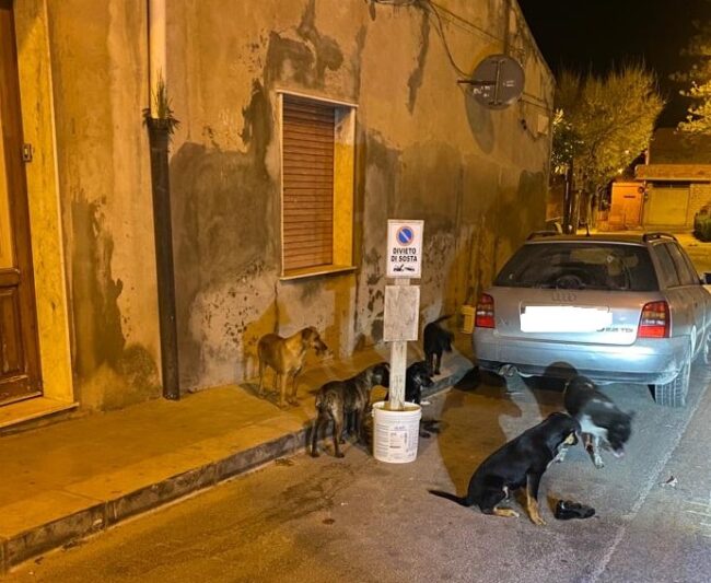 Scoglitti “spaventata” dai cani randagi aggressivi: intervento che tarda ad arrivare