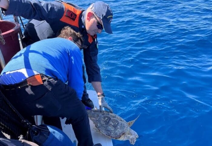 Tartaruga con “rete fantasma” intorno alla pinna: finalmente liberata in mare dopo le cure