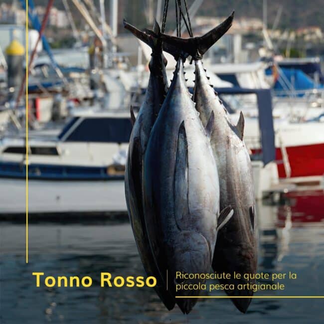 pesca tonno rosso sicilia