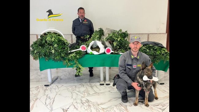 Scoperta serra di marijuana nelle campagne di Bagheria, maxi sequestro – VIDEO