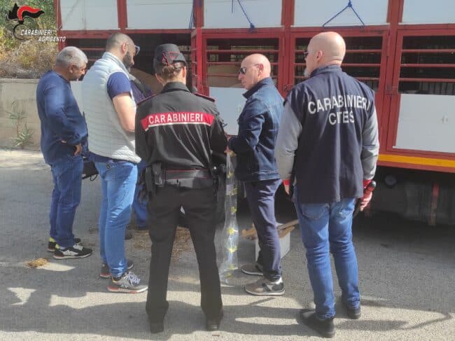 Blitz mercatino animali Villaseta: sanzioni per oltre 115.000 euro, sequestrati centinaia di animali e 175 kg di prodotti alimentari