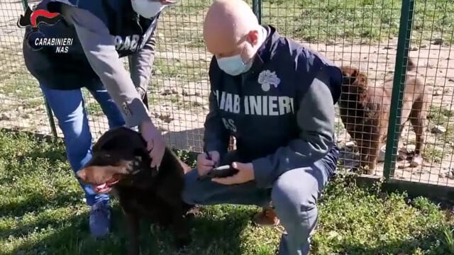 Controlli del Nas di Catania sul trasporto di animali da compagnia: vincolo sanitario per 5 cani
