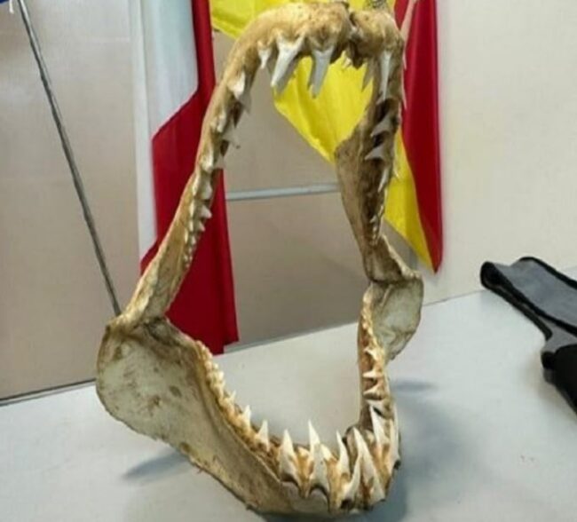 Fermato un passeggero con una mandibola di squalo Mako: insolita scoperta all’aeroporto di Palermo