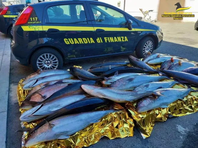 Sequestrati 25 esemplari di ricciola nell’area protetta di Capo Gallo: denunciato il pescatore