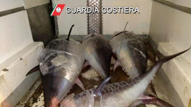 Tonno rosso sequestrato a Palermo, multe per quasi 5mila euro