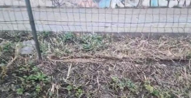 Piazzale Candido Cannavò, Comitato Vulcania: “L’area dedicata ai cani è un disastro”, la protesta