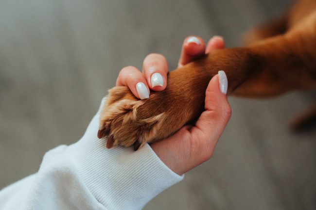 Separazione e divorzio: a chi spetta l’animale domestico?