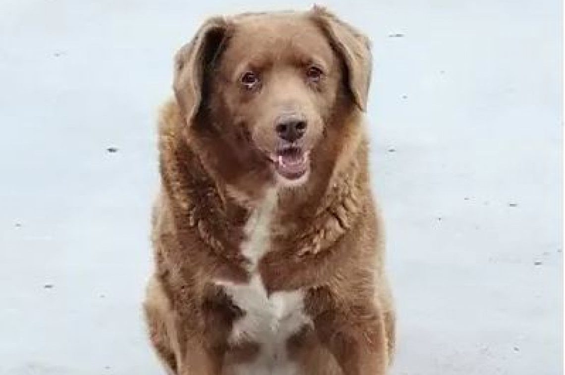 Bobi a 31 anni è il cane più vecchio del mondo. “Se solo potesse parlare…”