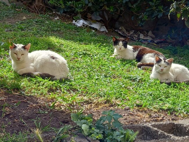 Catania, condominio di viale Raffaello Sanzio colonia felina abbandonata e nel degrado igienico