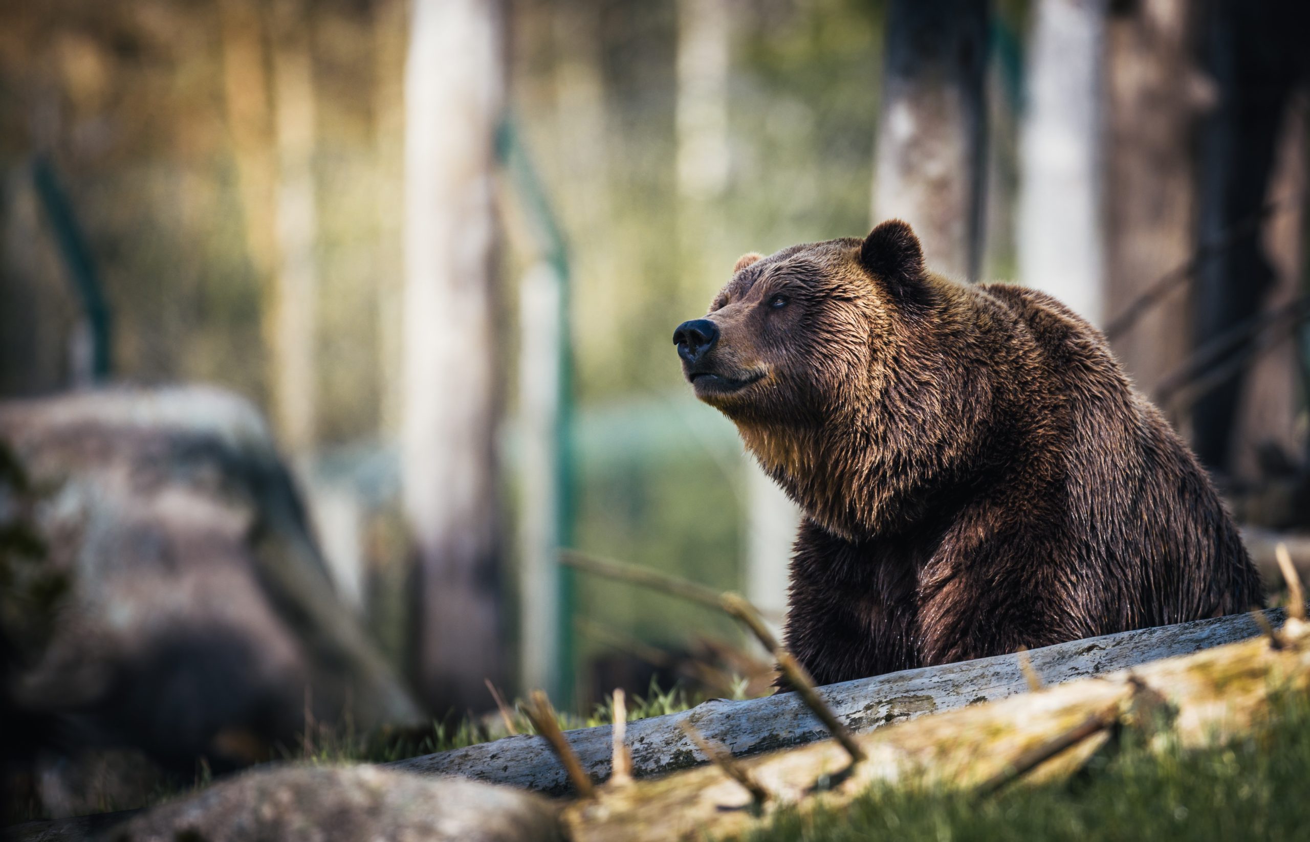 Il Tar di Trento sospende l’uccisione degli orsi Jj4 e Mj5, ma fino al 27 giugno