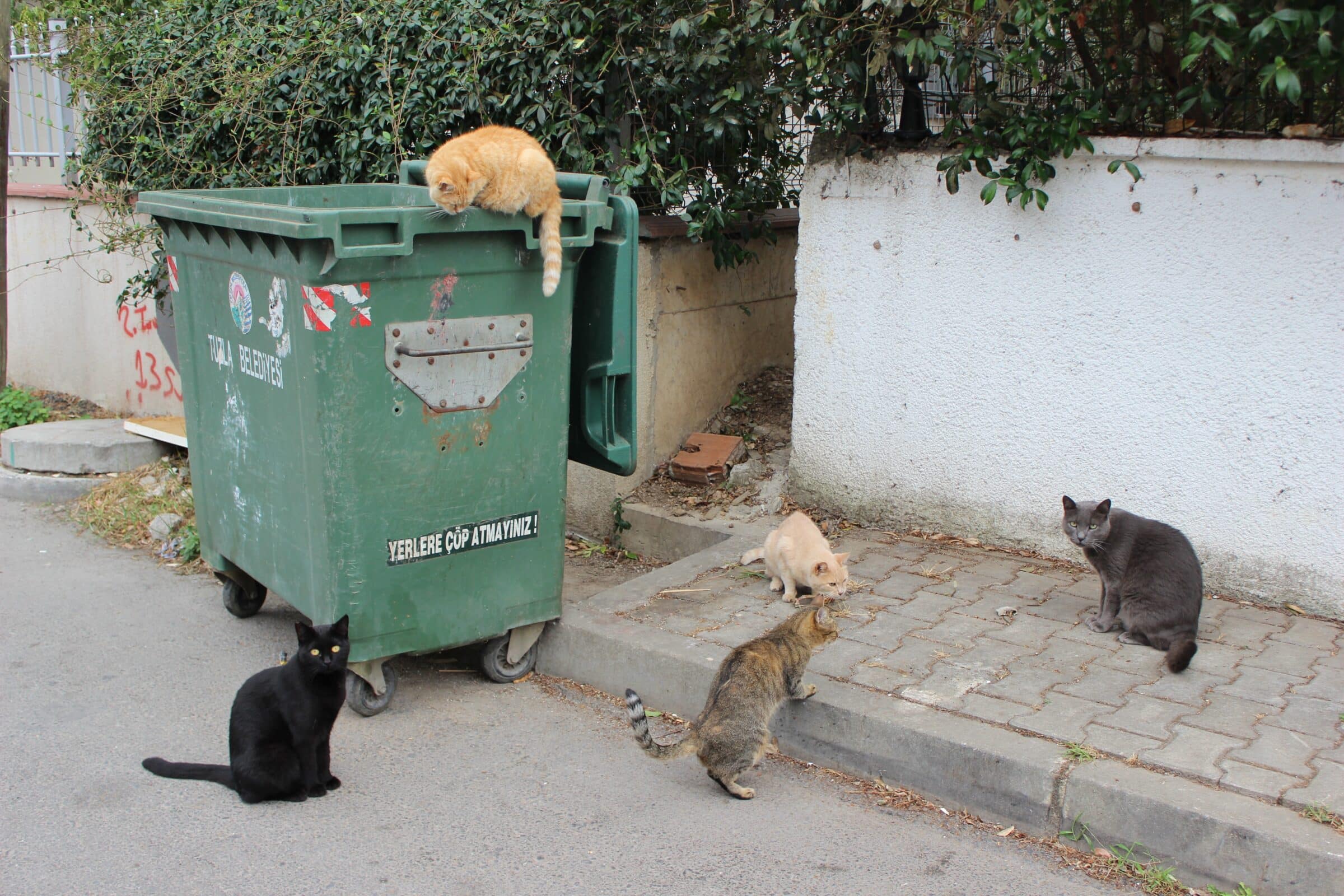 Catania invasa dai rifiuti, ancora multe per chi continua a non rispettare la raccolta porta a porta
