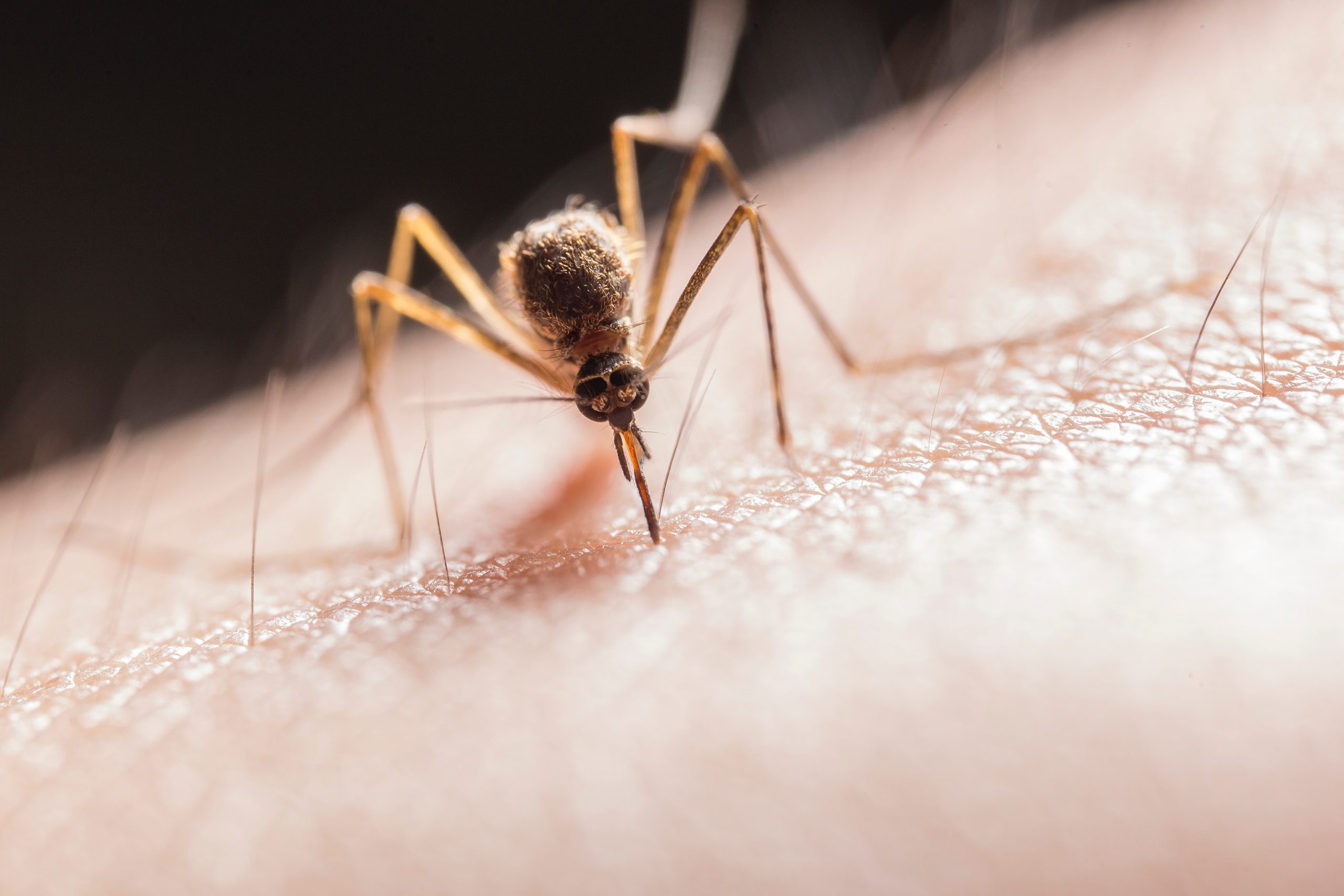 Febbre della zanzara: prevenzione, incubazione e sintomi. Stagione iniziata in Italia