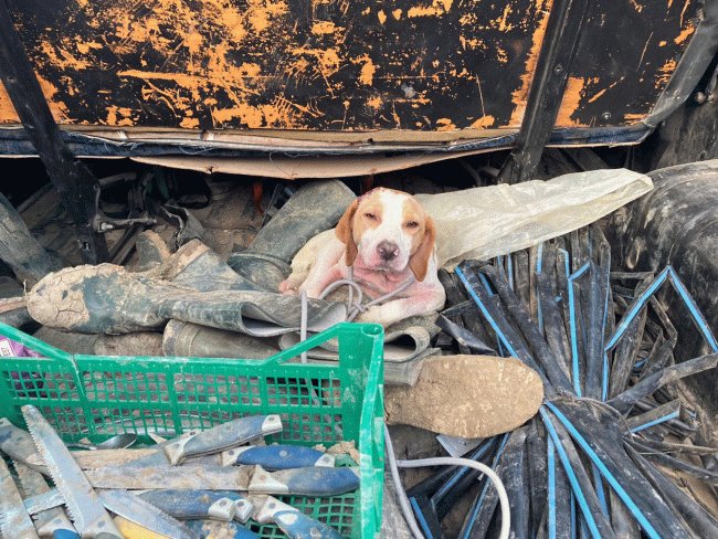 Sferra un calcio a un cane e gli procura un trauma cranico: tribunale di Gela avvia il processo