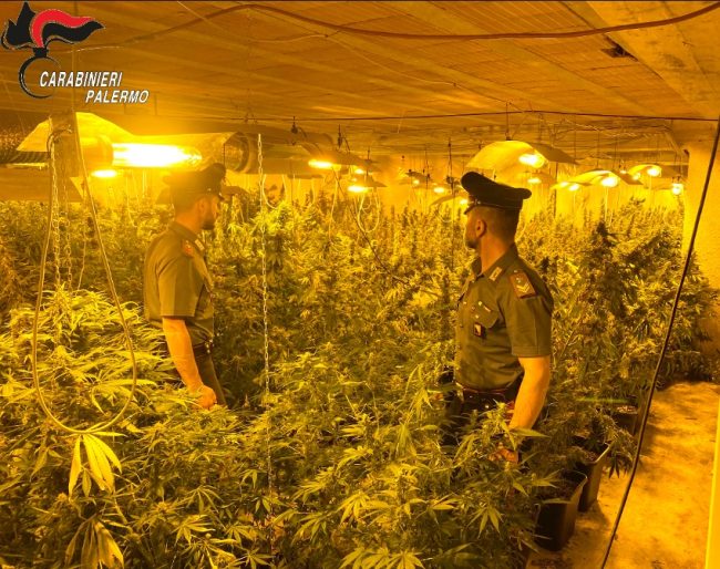 Serre indoor per coltivare marijuana, due arresti e due denunce a Partinico