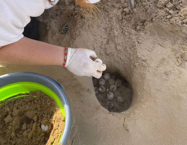 Le tartarughe Caretta Caretta hanno scelto ancora una volta la spiaggia di Marina di Modica