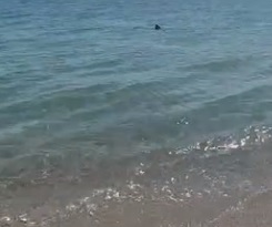 Sembra uno squalo ma si tratta di una verdesca: l’avvistamento nelle spiagge di Oliveri