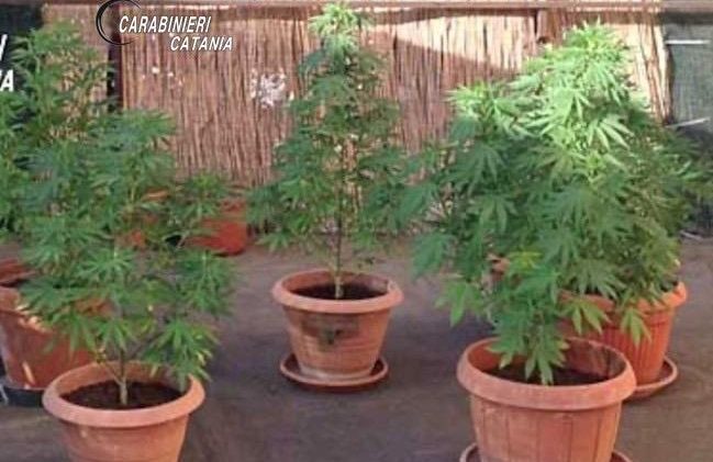 Tradito dal pollice verde e dall’odore di cannabis in casa, arrestato 29enne a Mascalucia