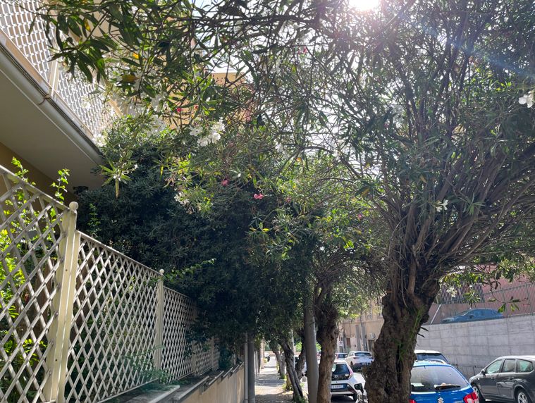 Questione alberi non potati nel quartiere Borgo Sanzio di Catania