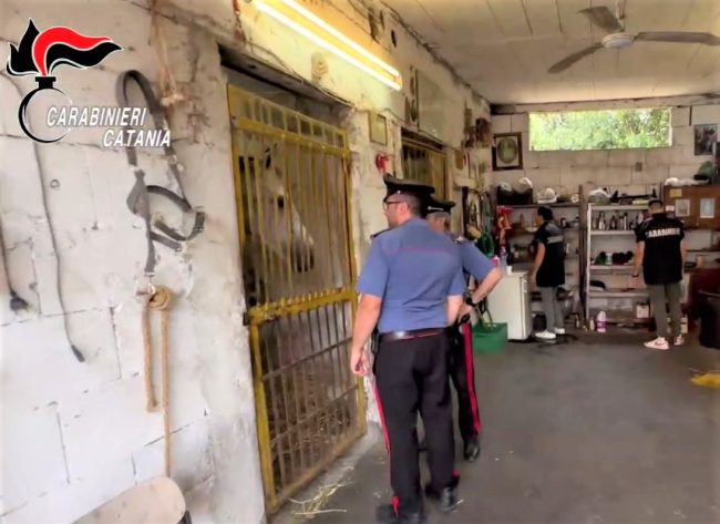 Corsa clandestina alle pendici dell’Etna, 5 denunciati e cavalli sequestrati