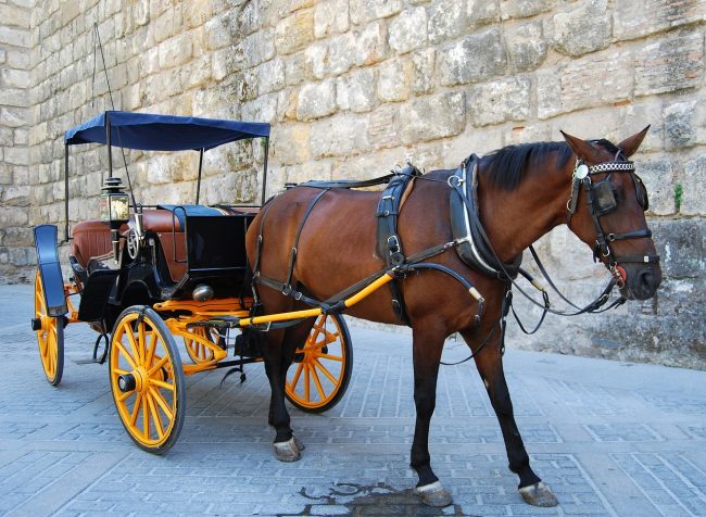 Cavallo perde l’equilibrio e fa inclinare il calesse: l’episodio in via Cavour a Palermo