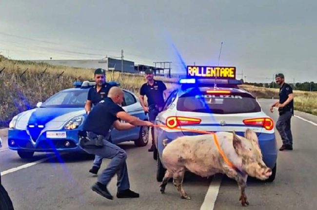 Maiale vaga sulla Statale, era scappato dall’allevamento