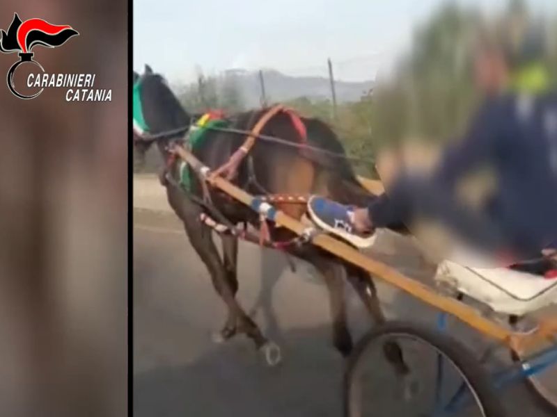 Corse clandestine di cavalli sull’Etna: trovata stalla abusiva a Biancavilla – VIDEO