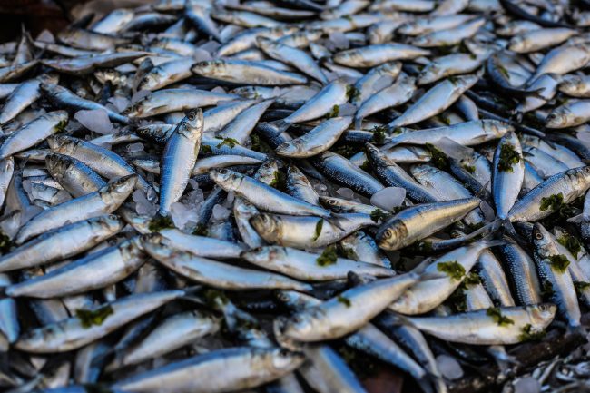 Pesca illegale nel Messinese, guai per due sub e una pescheria: ingenti i sequestri