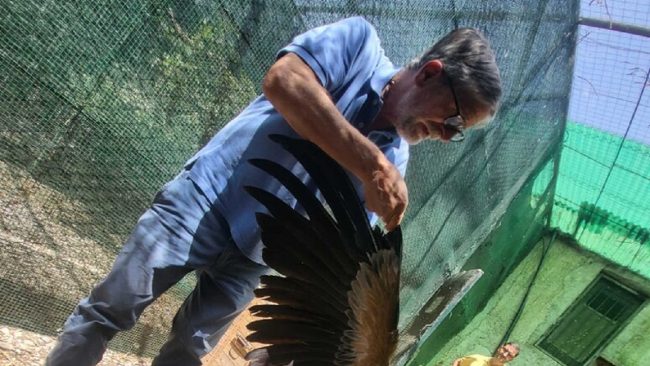 Grifone debilitato nel Parco dei Nebrodi, salvato