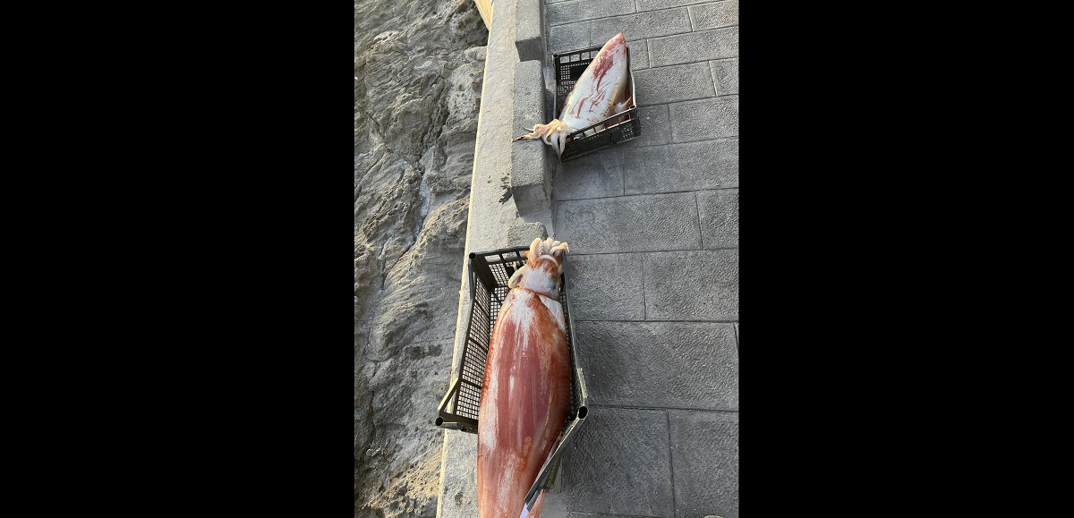 Pescati due calamari giganti a Pantelleria