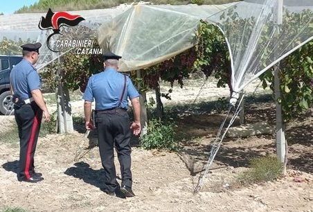 Furti d’uva, un fenomeno sempre più ricorrente: carabinieri in azione nel Catanese