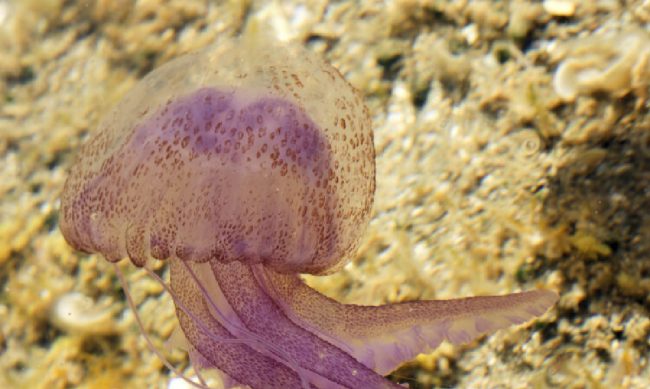 Meduse lungo la costa orientale della Sicilia, preoccupazione tra i bagnanti: parola all’esperto Scuderi
