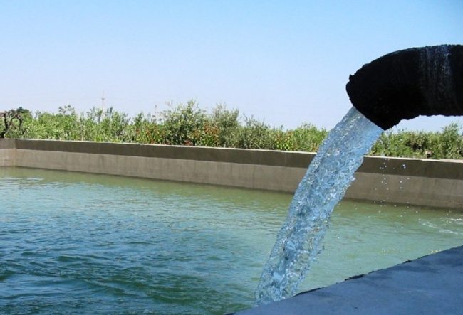 Si avvicina a una vasca d’irrigazione per rinfrescarsi, ma scivola e muore