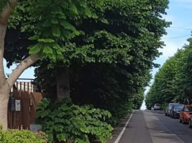 San Gregorio, verde pubblico trascurato e via Bellini diventa una foresta