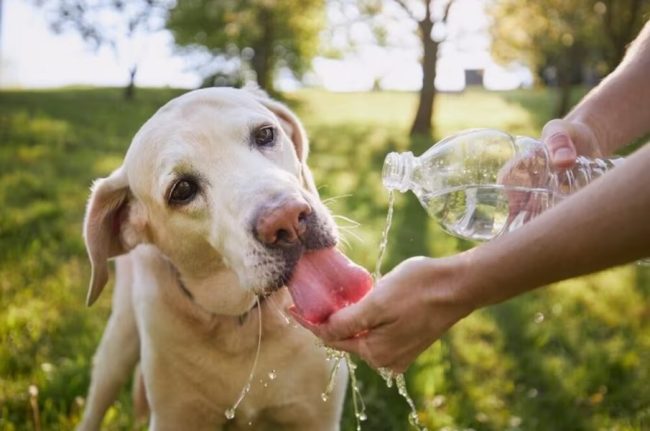 Come proteggere gli animali domestici dal caldo: consigli e rimedi