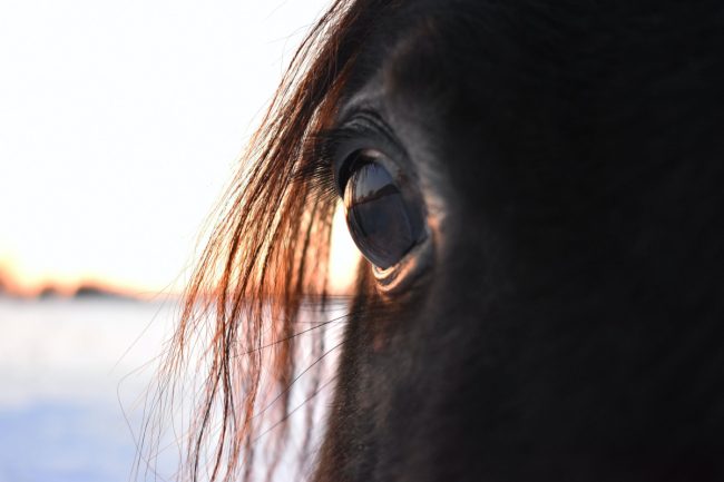 Grave un bambino caduto da cavallo ricoverato al Garibaldi